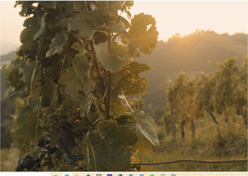 TRAMINER SÜDSTEIERMARK