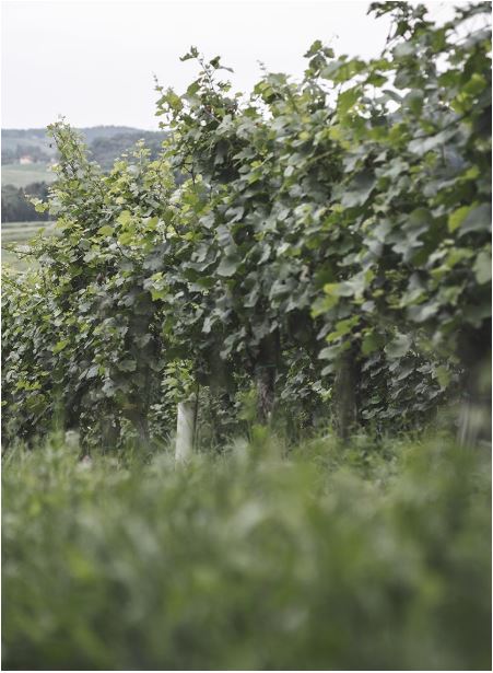 TRAMINER SÜDSTEIERMARK