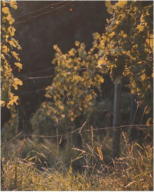 CHARDONNAY SÜDSTEIERMARK DAC / MORILLON