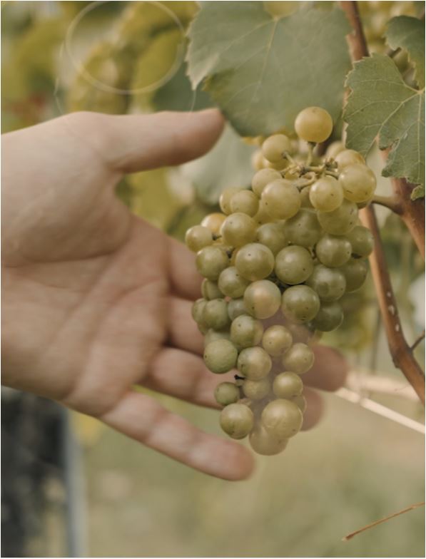 CHARDONNAY SÜDSTEIERMARK DAC / MORILLON