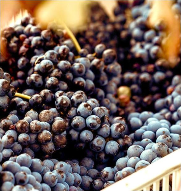 MANZONI BIANCO DOC VENEZIA