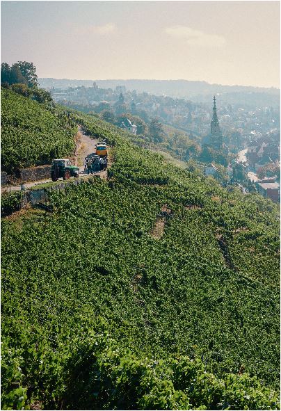 Merlot trocken Wein aus Steillagen / Im Eichenfass gereift