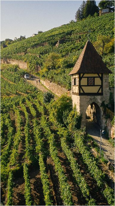 Cuvée Zukunft trocken im Eichenfass gereift