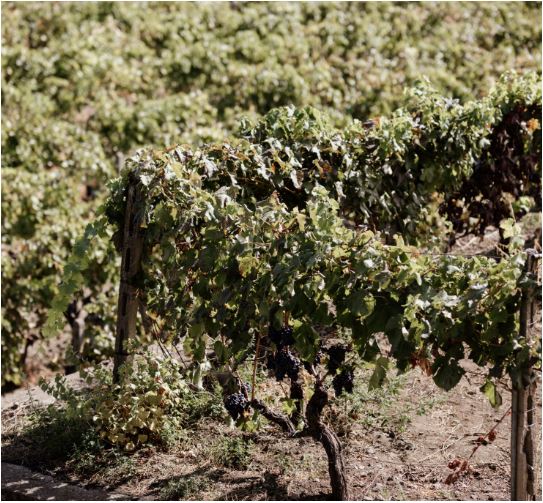 TIFEO ROSATO 2023 DOC Etna