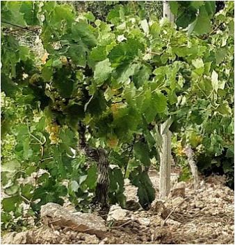 MEDUSA – Bitterer aromatisierter Wein – Marsala Fine g.U.