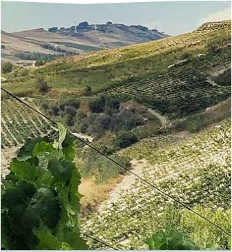 MEDUSA – Bitterer aromatisierter Wein – Marsala Fine g.U.