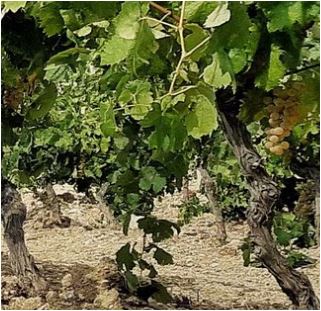 MEDUSA – Bitterer aromatisierter Wein – Marsala Fine g.U.