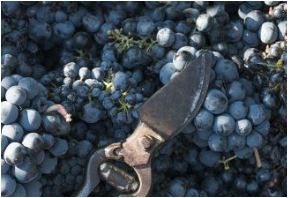 Ànimo Primitivo del Salento 2021