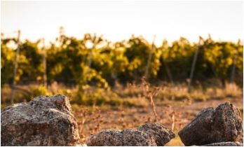 Ànimo Primitivo del Salento 2021