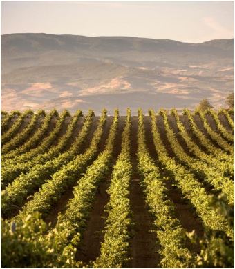 TIERRAS DE MURILLO Tinto GARNACHA DOCa Rioja