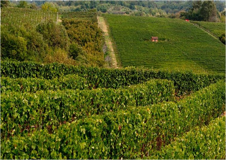 Sot Nebbiolo d’Alba 2020