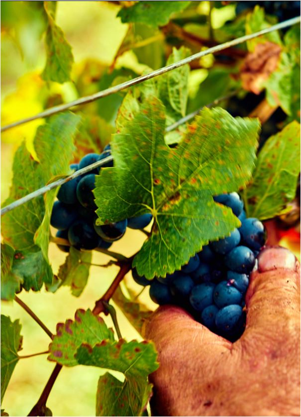 Grauburgunder Classic Weingut Lentsch Burgenland Leithaberg