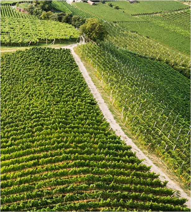 Chardonnay “Pilat” 2022 Südtirol DOC