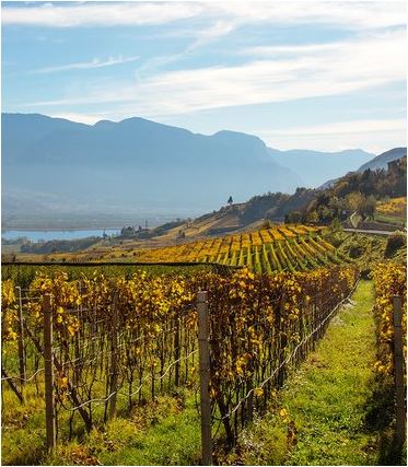 LAGREIN Südtirol DOC Weingut Wilhelm Walch