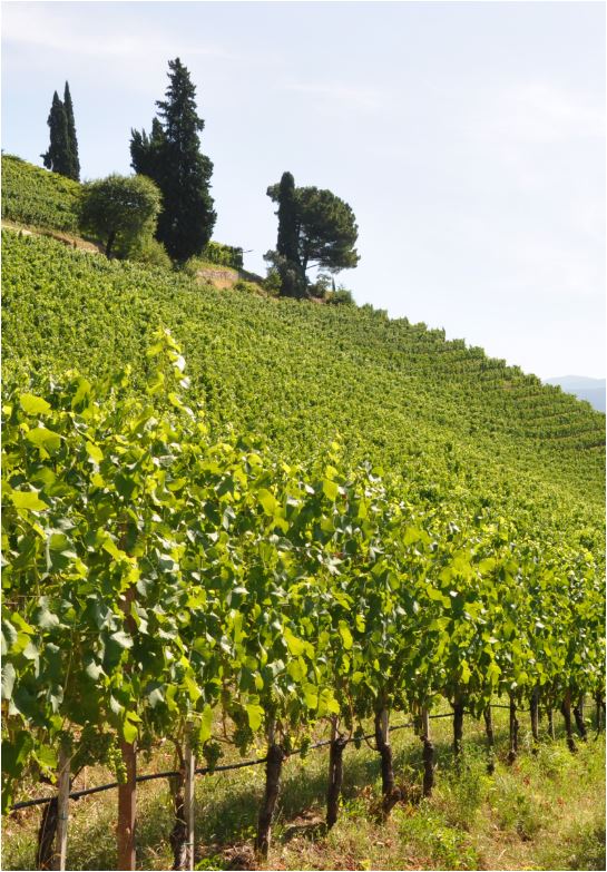 Sauvignon Blanc Krain 2023 Südtirol DOC