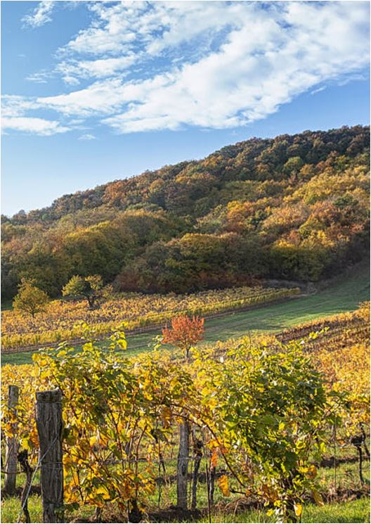 Grauburgunder Classic Weingut Lentsch Burgenland Leithaberg