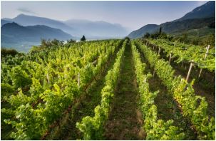 Chardonnay “Pilat” 2022 Südtirol DOC